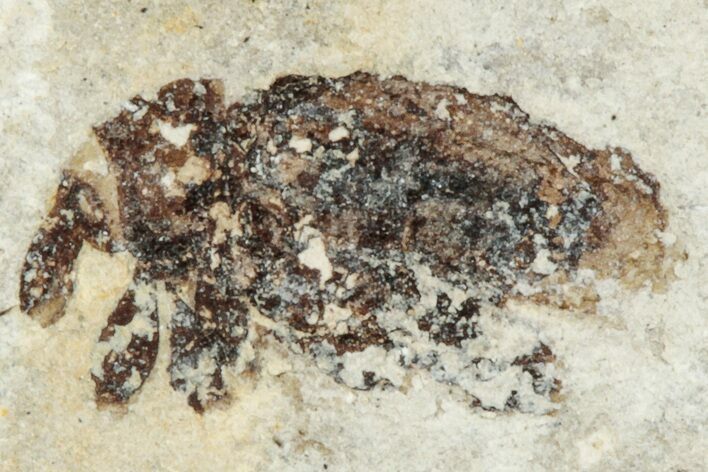 Fossil True Weevil (Curculionidae) Beetle - France #254559